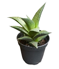 2" Haworthia Limifolia